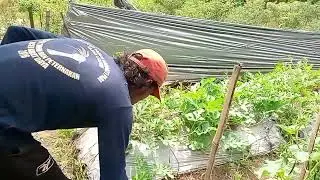 merawat tanaman semangka dan mentimun umur 1 bulan tumpang sari cabe merah