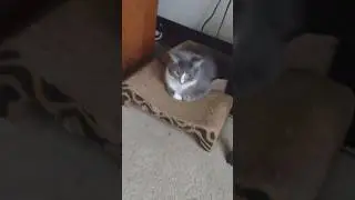 Baby Boss and Sparky: The Contrast