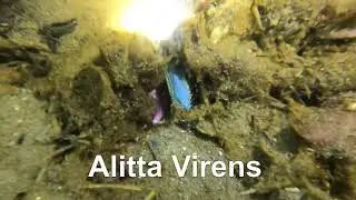 OMG! Suddenly it was there! Scuba diving in cold water, Denmark.
