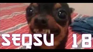 SEQSU NO BSR - BRASIL SERVER REALISTA