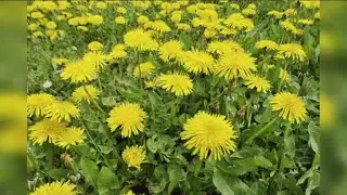 5 common weeds that you can eat