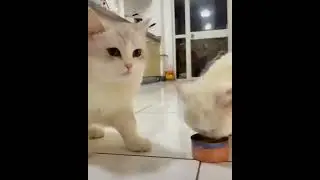 cats sharing food😂🔥🔥