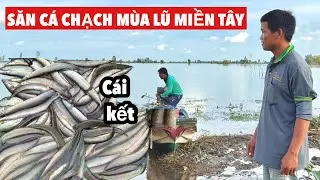 Cách Bắt Cá Chạch Hiệu Quả Khi Lũ Tràn Về | Bông Lúa Đồng Tháp
