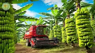 How Farmers Harvest 1.7 Billion Bananas Every Day &ndash; Inside Banana Farming