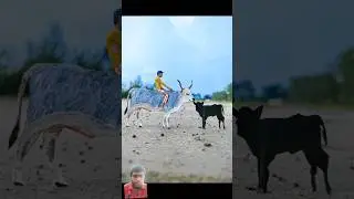 amazing photography  🐂🐄#shorts #creative  #animals