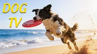 Dog TV 🐶10 HOURS of Deep Separation Anxiety Music for Dog Relaxation! Video Entertainment for Dogs