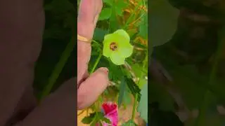vegetable love #trending #youtubeshorts #viralvideo #ytshorts #shortsfeed 🥕🍊🍑🍑🍉🌶️