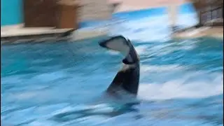Makaio tail splashing left side