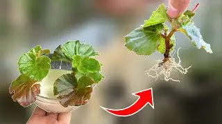 If you want begonias to bloom year round, do this now