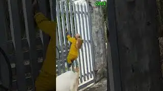 CUTIS Entrusts Baby Monkey with the Goat's Care #cutis #monkey #funny #cute #animals #babymonkey