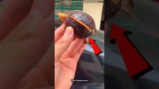 The Most Expensive Turtle in the World