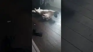 Playtime with Mr Razz #huskylove #husky #pet #cutedog #puppy #cutepuppy #cutepuppies