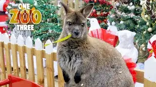 Giving Animals Christmas Presents! 🎁 🎄 | One Zoo Three | Animal Friends
