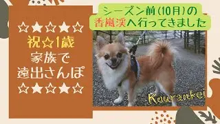 チワワ★祝1歳！ティオとシーズン前の香嵐渓へ行ってきました