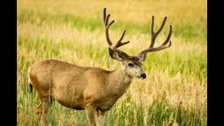 See MORE big game with DRAW MORE TAGS &trade;.  Live your dream. DRAW MORE TAGS &trade;.