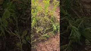 Clean up the vegetable patch