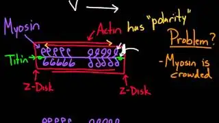 Preload and afterload - Frank Starling mechanism