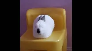 Rabbit sleeping positions 😴 🐰