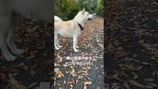 【田舎の犬】拗ねちゃったちチロちゃん、早く散歩に行こうよ！#shorts