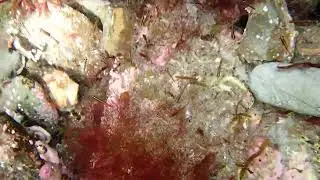 Mysid shrimp. Battery rocks September 2023