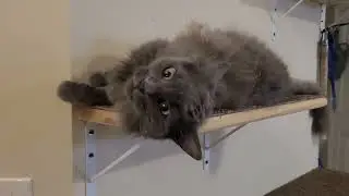 watch - happy cat moments - Smokey in Catnip Love - for cat fun entertainment