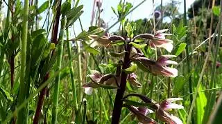 Marsh palustris (Marsh Helleborine) - 2015-07-01
