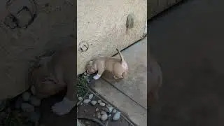 American Bully Kennel #puppy #americanbully #bullybreed