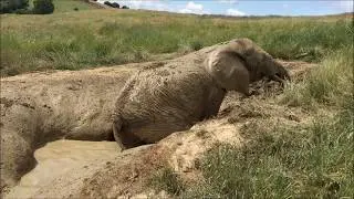Elephant Mud Bath: African Elephant Toka