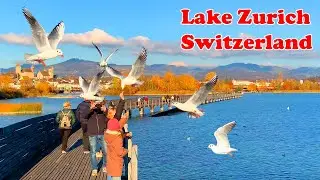 Beautiful Walk on Wooden Footbridge with Sunset and Swiss Alps view | Switzerland 🇨🇭