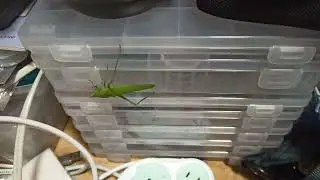 すこしだけ動いたキリギリス v1.07