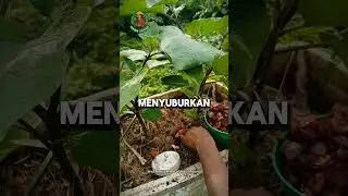 Make use of compost holes from used jars #composter #biopore #gardeninghacks