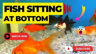 Is Your Fish Sitting at the Bottom of the Tank? Watch Actual Causes & Solutions || BLUE AQUATICS