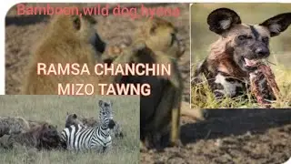 RAMSA CHANCHIN MIZO TAWNG||BABOON, HYENA LEH WILD DOG TE ||AHMUH NAWM IN TIH VE EM?