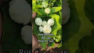 all types of seeds plants and fertilizers for sale #youtubeshorts #youtubeshorts #viralshorts