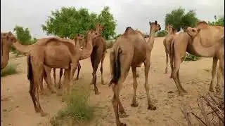 الجمل الصغير يستمتع باللقاء#camel #drinkwater #drinkwater #البخل