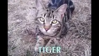New Garden Season: Cat Intro: Helioforge