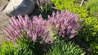 Plant of the Week, Stunning Salvias Annual & Perennial Varieties with Easy Care Tips