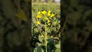 Beautiful mustard flowers 🏵️🏵️🏵️🏵️