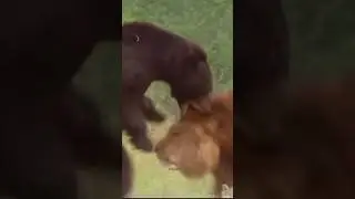 Lion vs Bear Fight😱🦁🐻  #lion #leu  #bear #urs #lionfight #bearfight
