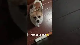 favorite #toys #shortvideo #cute #pettoy #funnytoys  #pets #funny #dog #dogs #dogshorts #cigarette