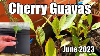 Yellow & Red Cherry Guava Update + Cuttings Results (Psidium cattleianum) - June 2023