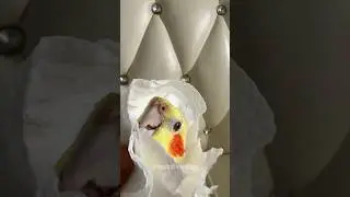 Adorable Cockatiel's Bath Time 😊 #cockatielscraze