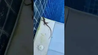 A small lizard is stuck in the swimming pooll!