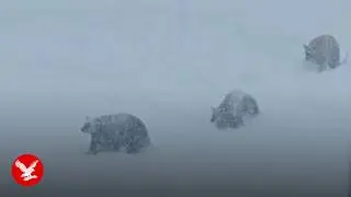 Video captures moment bear and cubs walk across busy ski run