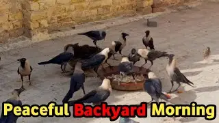 Peaceful Backyard Morning | Crows Eating in Harmony 🕊️#crows 