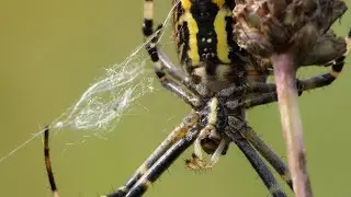 Lumix FZ2000 / FZ2500 / FZH1 / Marumi +3 Achromat / Wasp Spider / Wespenspinne / Macro Footage / 4K