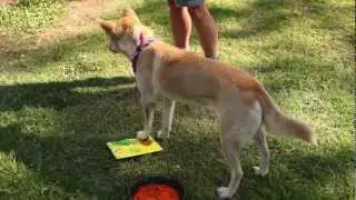 Oakvale Farm - Dingo Painting Show