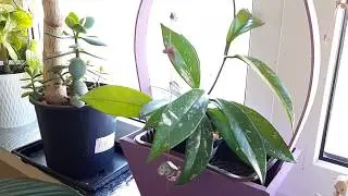 Apartment Jungle. A Review of My Garden. Part 3.