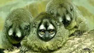Видео-обзор: Durukuli (night monkey)