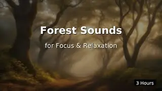 Forest + Alpha Waves for Deep Focus & Productivity | 3 Hours